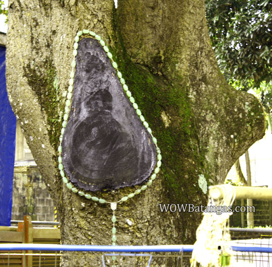 an image on cut mango tree at redemptorist lipa