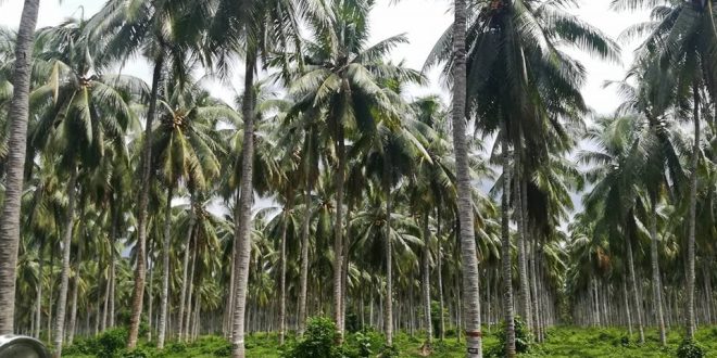 Batangas set to become coconut oil processing hub under DA-PRDP