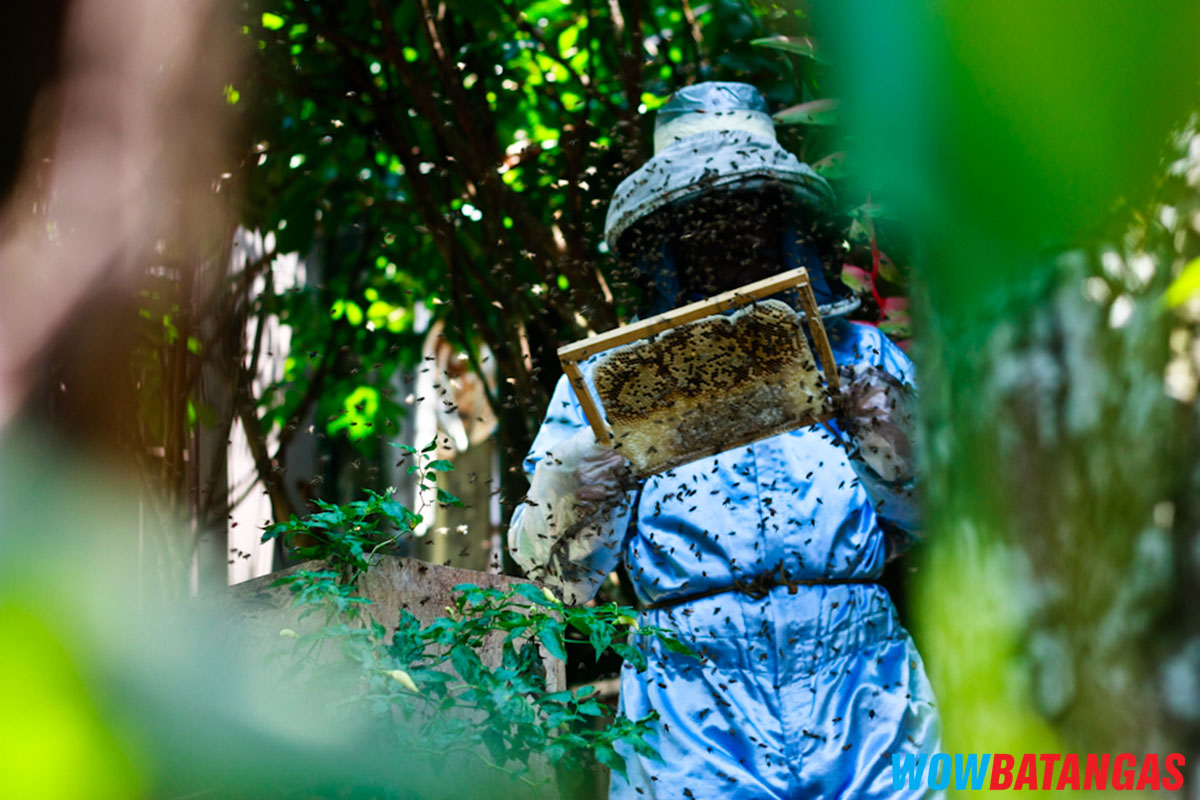 Honeybee Farms sa Balete, Batangas | WOWBatangas.com - Ang Official ...