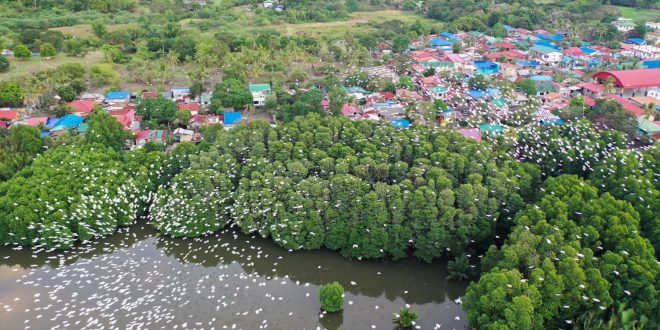 Mangrove Restoration Eyed to Harbour Migratory Birds